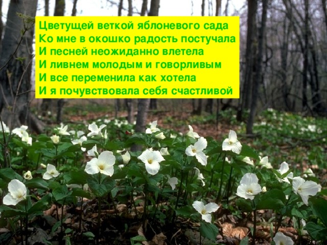 Цветущей веткой яблоневого сада Ко мне в окошко радость постучала И песней неожиданно влетела И ливнем молодым и говорливым И все переменила как хотела И я почувствовала себя счастливой  