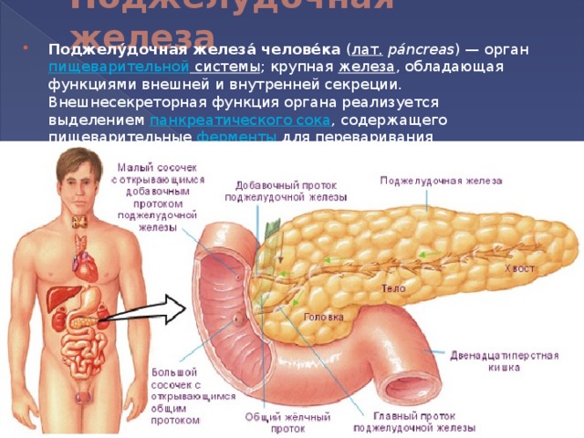 Поджелудочная железа   Поджелу́дочная железа́ челове́ка  ( лат.   páncreas ) — орган пищеварительной системы ; крупная  железа , обладающая функциями внешней и внутренней секреции. Внешнесекреторная функция органа реализуется выделением  панкреатического сока , содержащего пищеварительные  ферменты  для переваривания 