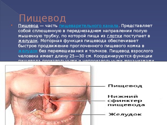 Пищевод Пищевод  — часть  пищеварительного канала . Представляет собой сплющенную в переднезаднем направлении полую мышечную трубку, по которой пища из  глотки  поступает в  желудок . Моторная функция пищевода обеспечивает быстрое продвижение проглоченного пищевого комка в  желудок  без перемешивания и толчков. Пищевод взрослого человека имеет длину 25—30 см. Координируются функции пищевода произвольными и непроизвольными механизмами. 