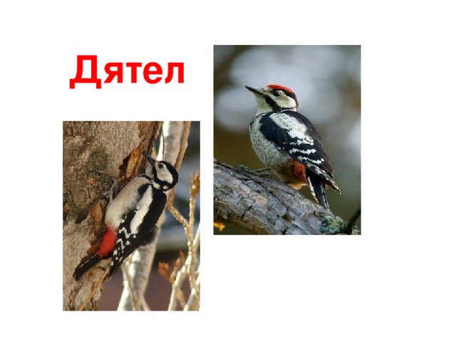 Дятел
