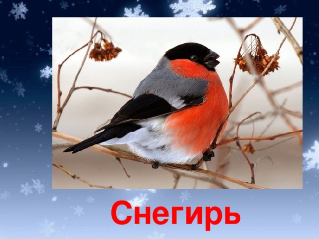Снегирь