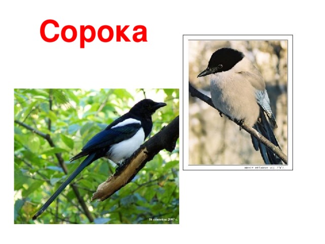 Сорока