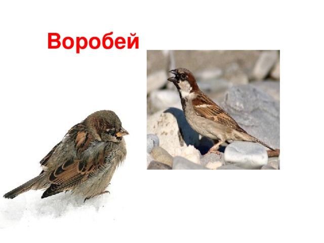 Воробей