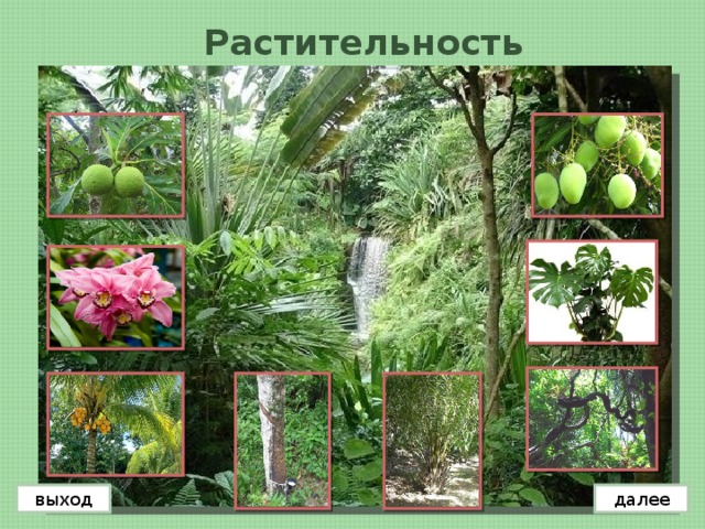 Растительность далее выход 