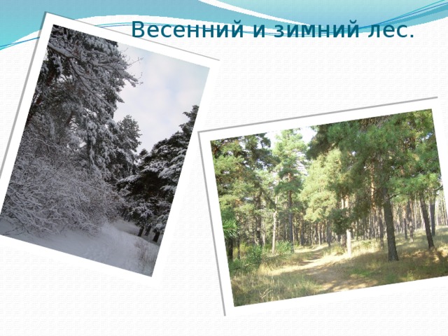 Весенний и зимний лес. 