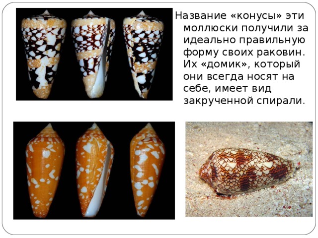 Конус выноса (геология) Ко́нус вы́носа — Это форма рельефа, образованная скоплением обломочных пород (гальки, гравия, песка), вынесенными горными реками на предгорную равнину или в более плоскую широкую долину.