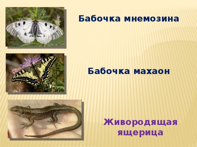 Бабочка мнемозина Бабочка махаон Живородящая ящерица 