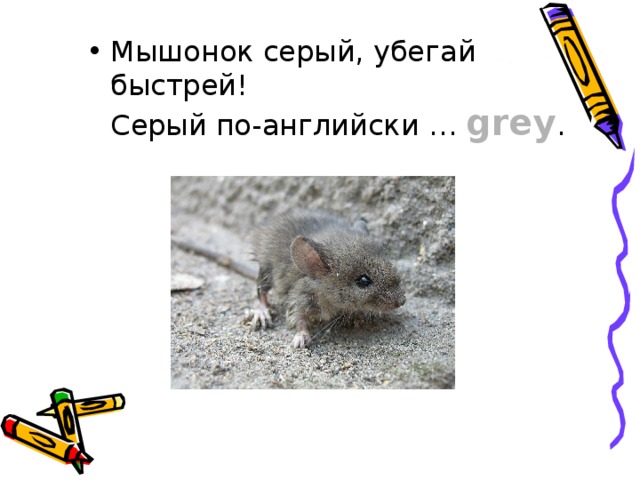 Мышонок серый, убегай быстрей!  Серый по-английски … grey . 