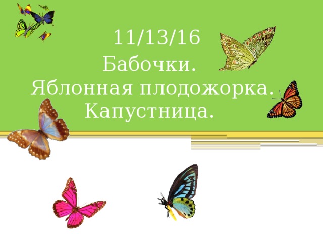 11/13/16 Бабочки.  Яблонная плодожорка.  Капустница. 