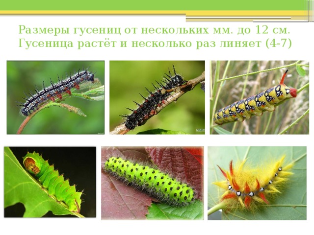 Размеры гусениц от нескольких мм. до 12 см.  Гусеница растёт и несколько раз линяет (4-7) 