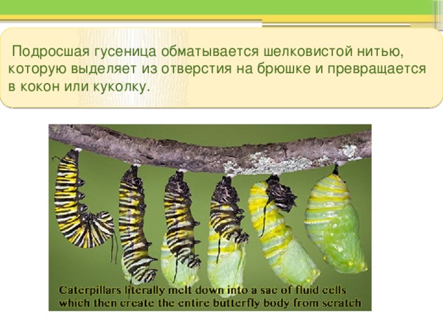  Подросшая гусеница обматывается шелковистой нитью, которую выделяет из отверстия на брюшке и превращается в кокон или куколку. 