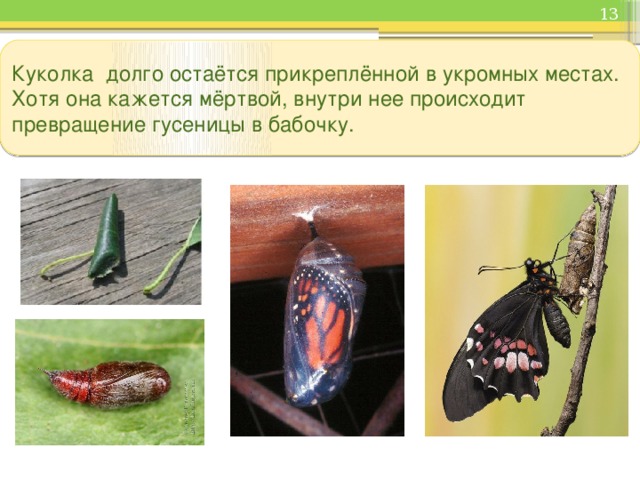  Куколка долго остаётся прикреплённой в укромных местах. Хотя она кажется мёртвой, внутри нее происходит превращение гусеницы в бабочку. 