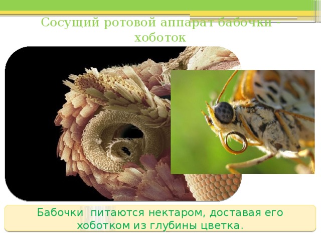 Сосущий ротовой аппарат бабочки - хоботок  Бабочки питаются нектаром, доставая его хоботком из глубины цветка. 