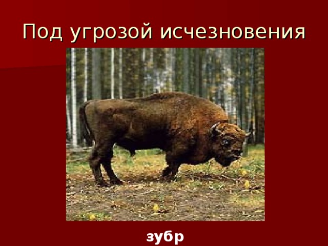 Под угрозой исчезновения         зубр