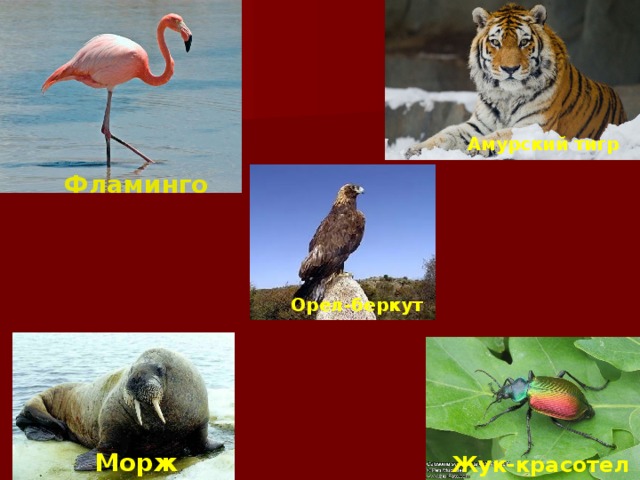 Амурский тигр Фламинго Орел-беркут Морж Жук-красотел