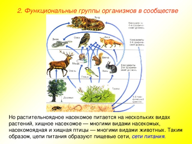 2. Функциональные группы организмов в сообществе Но растительноядное насекомое питается на нескольких видах растений, хищное насекомое — многими видами насекомых, насекомоядная и хищная птицы — многими видами животных. Таким образом, цепи питания образуют пищевые сети, сети питания .  