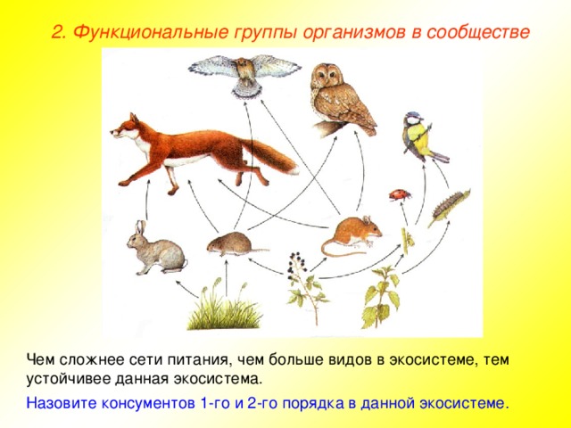 2. Функциональные группы организмов в сообществе Чем сложнее сети питания, чем больше видов в экосистеме, тем устойчивее данная экосистема. Назовите консументов 1-го и 2-го порядка в данной экосистеме.  