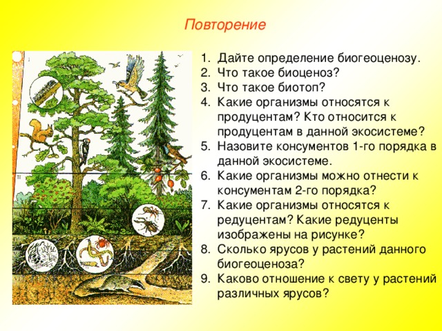 Повторение Дайте определение биогеоценозу. Что такое биоценоз? Что такое биотоп? Какие организмы относятся к продуцентам? Кто относится к продуцентам в данной экосистеме? Назовите консументов 1-го порядка в данной экосистеме. Какие организмы можно отнести к консументам 2-го порядка? Какие организмы относятся к редуцентам? Какие редуценты изображены на рисунке? Сколько ярусов у растений данного биогеоценоза? Каково отношение к свету у растений различных ярусов?  