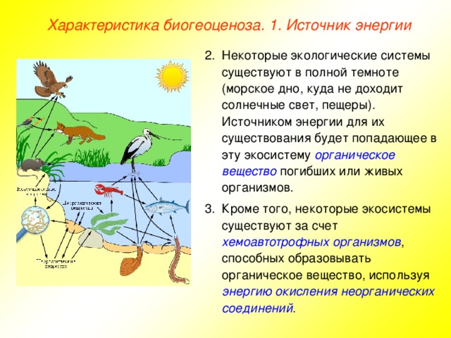 Характеристика биогеоценоза. 1. Источник энергии Некоторые экологические системы существуют в полной темноте (морское дно, куда не доходит солнечные свет, пещеры). Источником энергии для их существования будет попадающее в эту экосистему органическое вещество погибших или живых организмов. Кроме того, некоторые экосистемы существуют за счет хемоавтотрофных организмов , способных образовывать органическое вещество, используя энергию окисления неорганических соединений .  