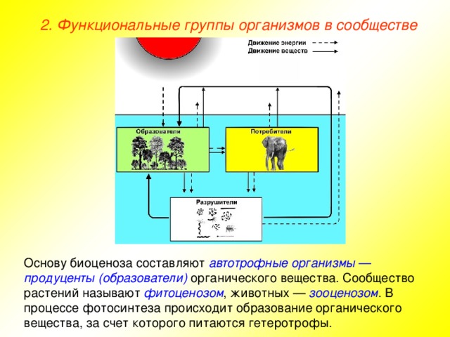 2. Функциональные группы организмов в сообществе Основу биоценоза составляют автотрофные организмы — продуценты (образователи) органического вещества. Сообщество растений называют фитоценозом , животных — зооценозом . В процессе фотосинтеза происходит образование органического вещества, за счет которого питаются гетеротрофы.  