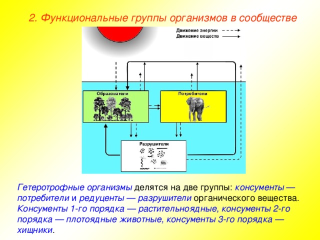 2. Функциональные группы организмов в сообществе Гетеротрофные организмы делятся на две группы: консументы — потребители и редуценты — разрушители  органического вещества. Консументы 1-го порядка — растительноядные, консументы 2-го порядка — плотоядные животные, консументы 3-го порядка — хищники .  