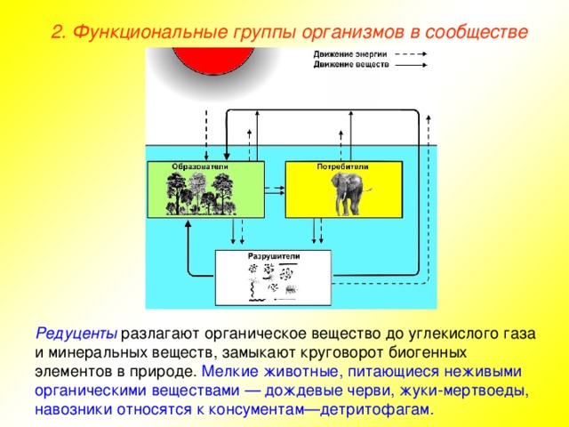 2. Функциональные группы организмов в сообществе Редуценты разлагают органическое вещество до углекислого газа и минеральных веществ, замыкают круговорот биогенных элементов в природе.  Мелкие животные, питающиеся неживыми органическими веществами — дождевые черви, жуки-мертвоеды, навозники относятся к консументам—детритофагам.  