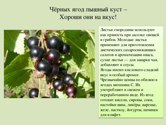 Чёрных ягод пышный куст – Хороши они на вкус! Листья смородины используют как пряность при засолке овощей и грибов. Молодые листья применяют для приготовления диетических сахароснижающих салатов и ароматизации кваса, сухие листья — для заварки чая, добавляют в соусы. Ягоды имеют кисловато-сладкий вкус и особый аромат. Чрезвычайно ценны по обилию в ягодах витамина C. Их употребляют в свежем и переработанном виде. Из ягод готовят кисели, сиропы, соки, настойки вина, ликёры, варенье, желе, пастилу, йогурты, начинки для конфет. 