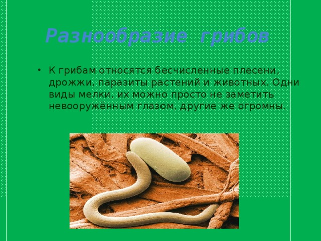 Разнообразие грибов К грибам относятся бесчисленные плесени, дрожжи, паразиты растений и животных. Одни виды мелки, их можно просто не заметить невооружённым глазом, другие же огромны.  