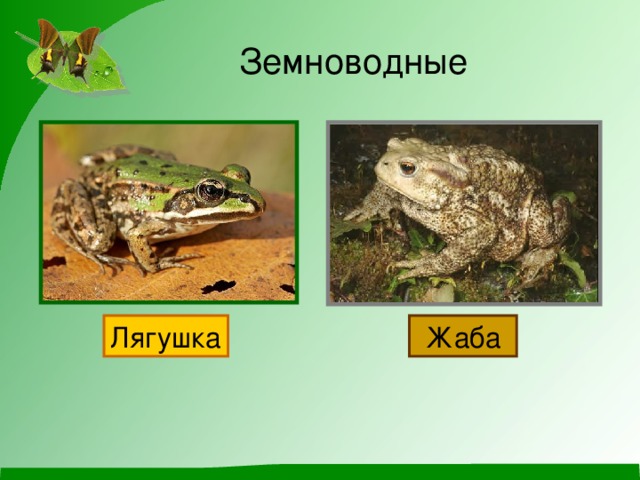 Земноводные Лягушка Жаба