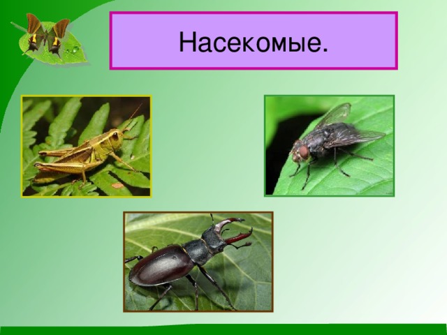 Насекомые.