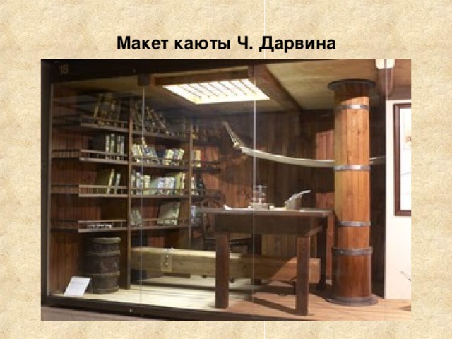 Макет каюты Ч. Дарвина 