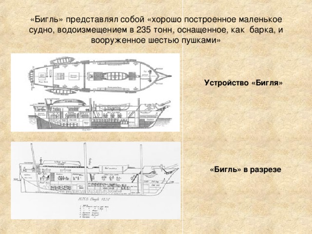 «Бигль» представлял собой «хорошо построенное маленькое судно, водоизмещением в 235 тонн, оснащенное, как барка, и вооруженное шестью пушками» Устройство «Бигля» «Бигль» в разрезе   