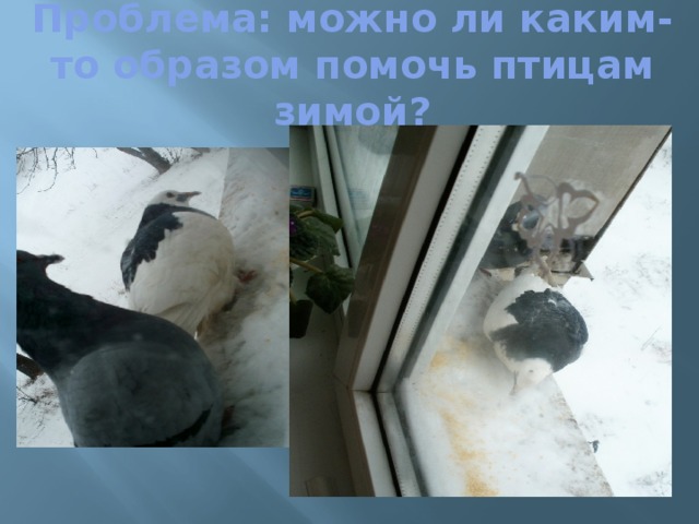 Проблема: можно ли каким-то образом помочь птицам зимой? 