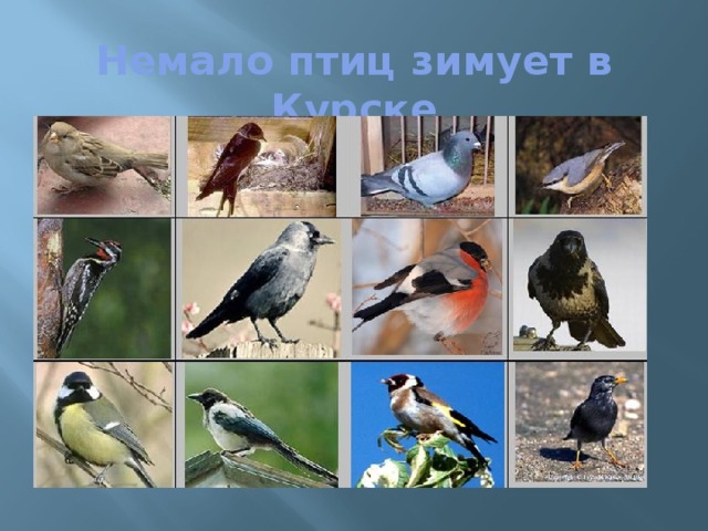 Немало птиц зимует в Курске 