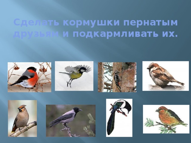 Сделать кормушки пернатым друзьям и подкармливать их. 