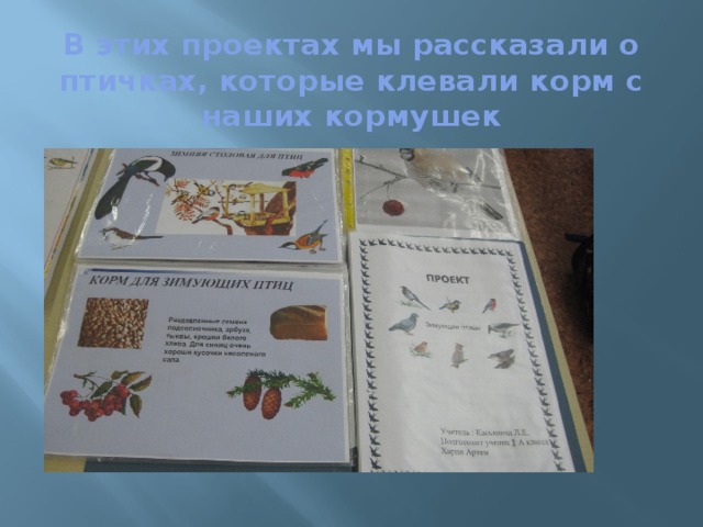 В этих проектах мы рассказали о птичках, которые клевали корм с наших кормушек 