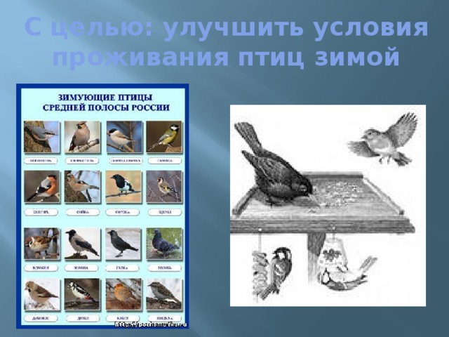 С целью: улучшить условия проживания птиц зимой 