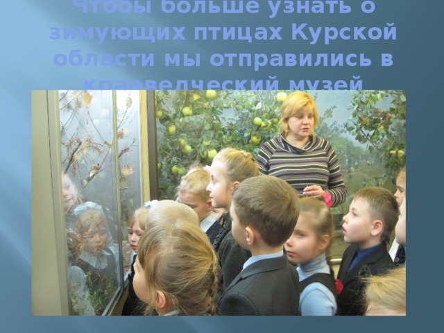 Чтобы больше узнать о зимующих птицах Курской области мы отправились в краеведческий музей   
