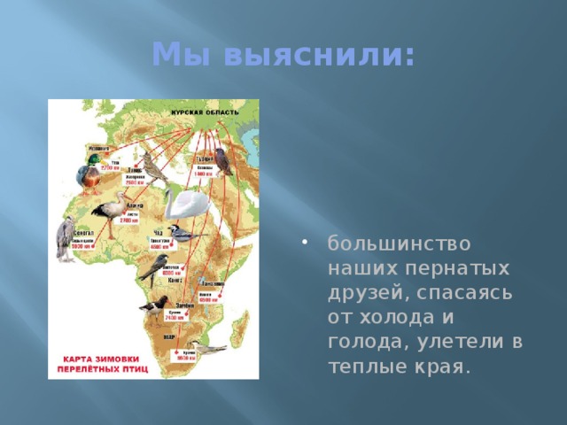 Мы выяснили: большинство наших пернатых друзей, спасаясь от холода и голода, улетели в теплые края. 
