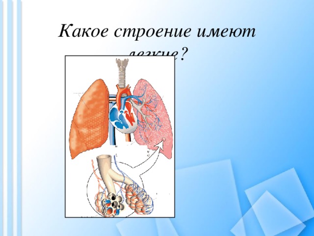 Дыхательные движения регуляция дыхания презентация 8 класс