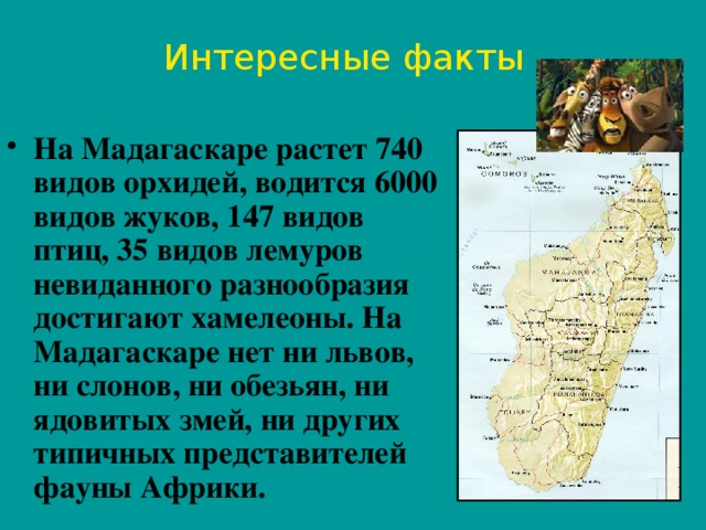 Интересные факты На Мадагаскаре растет 740 видов орхидей, водится 6000 видов жуков, 147 видов птиц, 35 видов лемуров невиданного разнообразия достигают хамелеоны. На Мадагаскаре нет ни львов, ни слонов, ни обезьян, ни ядовитых змей, ни других типичных представителей фауны Африки. 