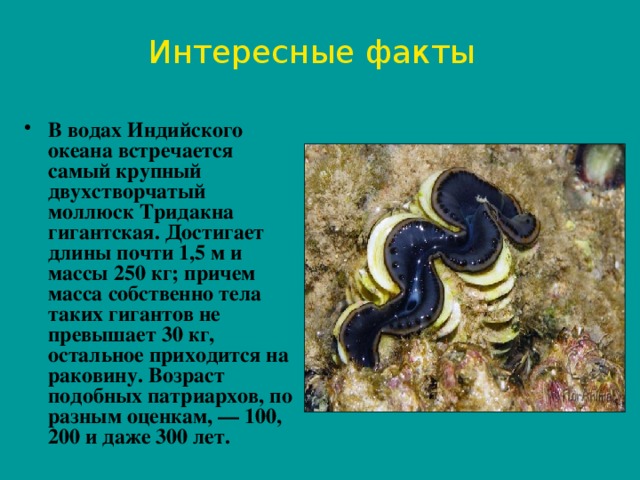 Интересные факты В водах Индийского океана встречается самый крупный двухстворчатый моллюск Тридакна гигантская. Достигает длины почти 1,5 м и массы 250 кг; причем масса собственно тела таких гигантов не превышает 30 кг, остальное приходится на раковину. Возраст подобных патриархов, по разным оценкам, — 100, 200 и даже 300 лет.  