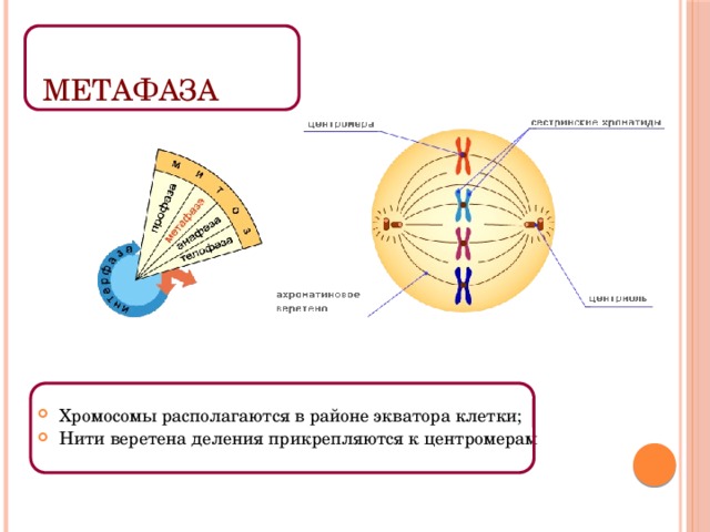 МЕТАФАЗА Хромосомы располагаются в районе экватора клетки; Нити веретена деления прикрепляются к центромерам 