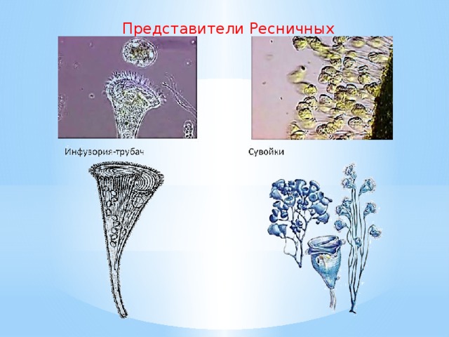 Представители Ресничных 