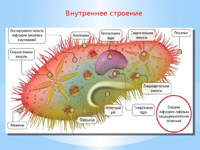 Внутреннее строение 