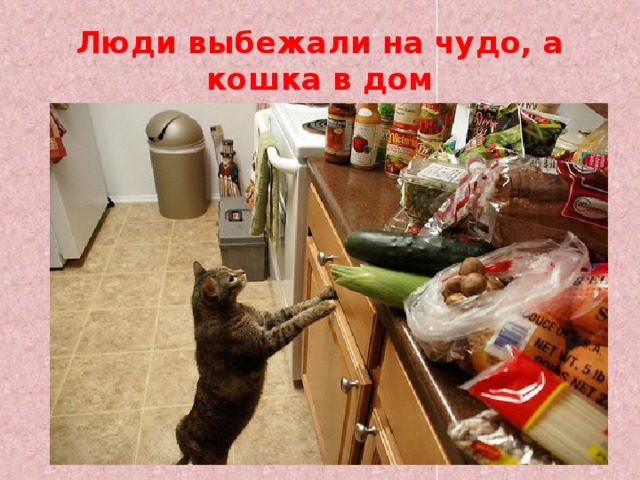 Люди выбежали на чудо, а кошка в дом 
