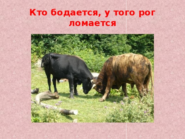 Кто бодается, у того рог ломается 