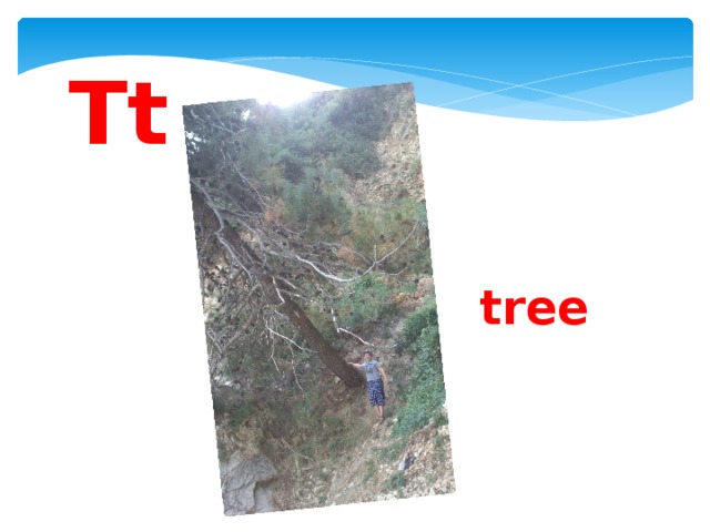 Tt  tree 