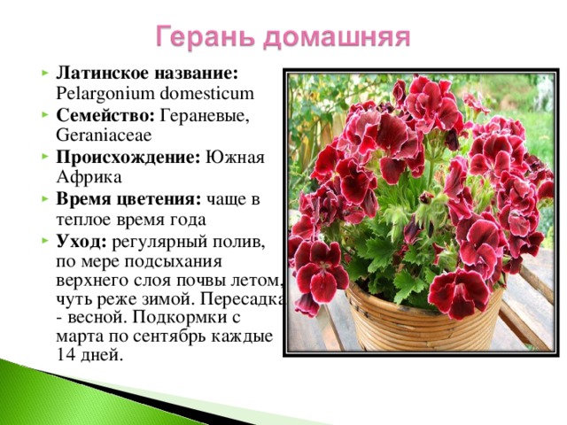 Латинское название: Pelargonium domesticum Семейство: Гераневые, Geraniaceae Происхождение: Южная Африка Время цветения: чаще в теплое время года Уход: регулярный полив, по мере подсыхания верхнего слоя почвы летом, чуть реже зимой. Пересадка - весной. Подкормки с марта по сентябрь каждые 14 дней.   