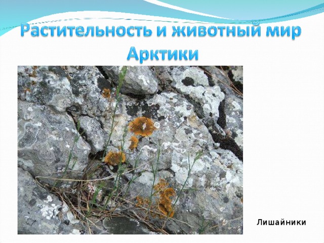 Лишайники 